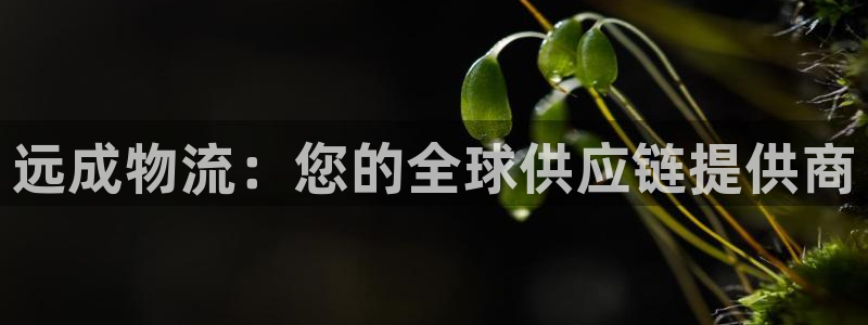 28圈官网多少