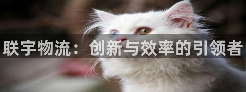 28圈充值方式：联宇物流：创新与效率